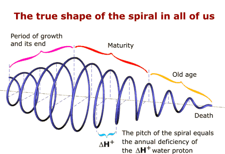 The true shape of the spiral in all of us