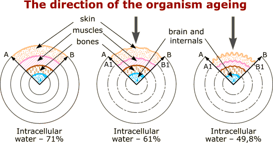 The direction of organism ageing